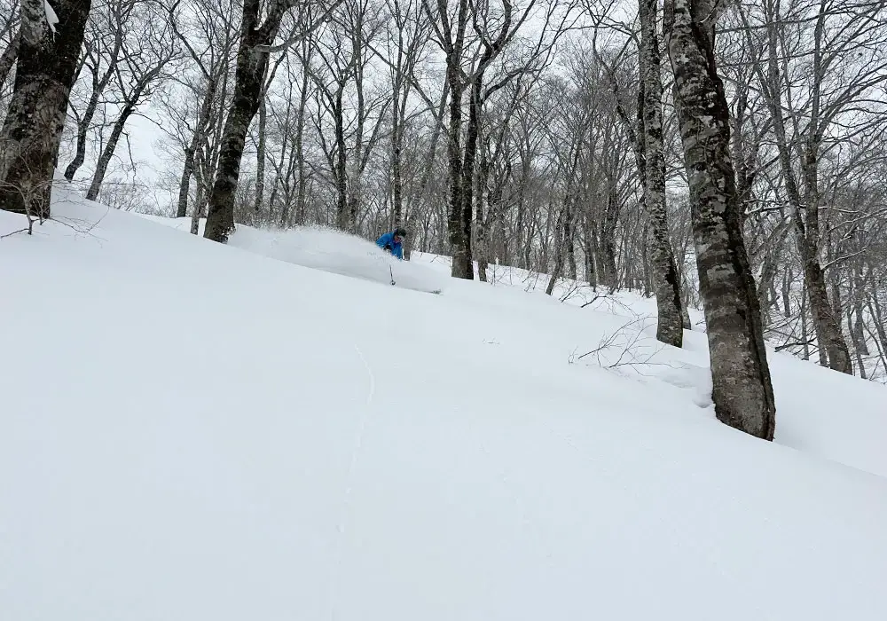 A little tree skiing